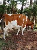 4 good dairy cows in magumu kinangop nyandarua county