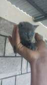 Kittens delivered straight to your doorstep