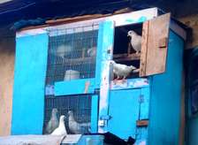 Pure White Pigeons(Ornamental/Ceremonial Birds).