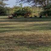 Land at Lake Naivasha