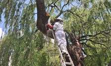 Bees Removal in Kitisuru Rosslyn Kileleshwa Gigiri