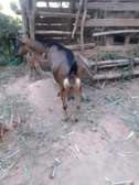 Torgen burger  Dairy Goats pedigree for sale