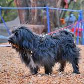 6-12 months old male purebred Havanese