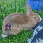 Bunnies/Rabbits