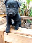 1-3 month old black German Shepherd Puppy