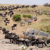 3 Days 2 Nights Masai Mara Wildebeests Migration Deal