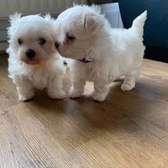 Top quality Male and Female Maltese puppies for sale.