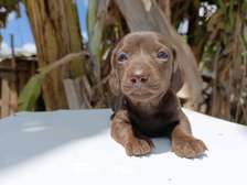 Miniature dachshund