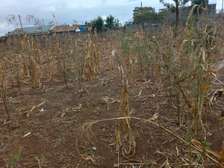 50 by 100 Land for sale .  Gatuanyaga, Thika Kiambu.