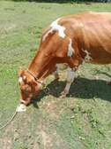 Cow