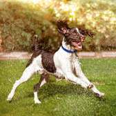 Best Dog Trainers in Kenya -We love training dogs