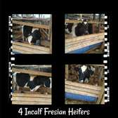 4 In-Calf Friesian Heifers for Sale