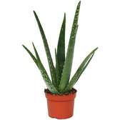 Aloe vera (Organic & edible)
