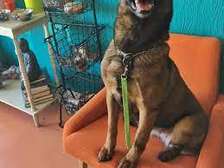 In-Home Dog Trainer Near You- Nairobi ,Kitengela, Kiambu