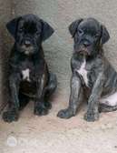 cane corso