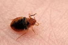 Cost Of Fumigation For Bed Bugs/Professional Bedbugs Control