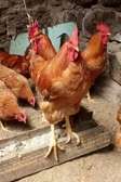 Fresh nest poultry