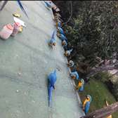 Blue and Gold Macaw parrots for sale.