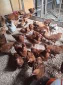 SASSO F1 CHICKEN FOR SALE