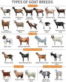 Bushra Stud - Kalahari Reds & Boer Goats