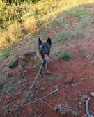Dutch Shepherd Female