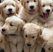 Golden retriever puppies cutties