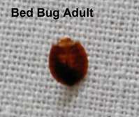 Expert Bed Bug Removal Kitengela, Kiambu, Syokimau,Kiserian