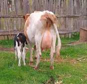 Asha breed dairy cow