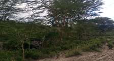100,000 Acres Affordable Land Are for Sale in Malindi-Kilifi