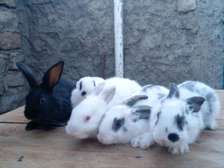 Rabbits kits available for sale