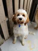 Dog Grooming Services |  Dog Walking |  Pet Grooming | Pet Sitting &  Pet Training Services.Get A Free Quote Now.