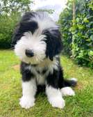 Magnificent bearded collie puppy