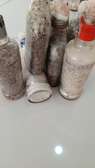 Oyster Mushroom Seeds/Spawn