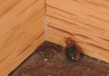 Best bed bug fumigation services in Thika price In Thika