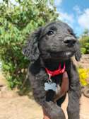 Border collie mix Cocker spaniel puppies