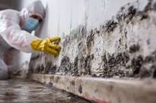 Professional Mould Removal Services in Nairobi