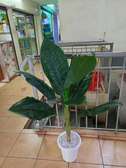 Decor flowers