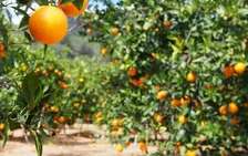 Pixie oranges