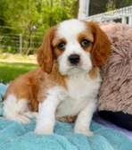 Cavalier King Charles spaniels - beautiful puppies