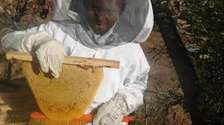 Honey Bee Removal & Hive Removal | Eco-friendly, Effective Pest Control Services at Affordable Prices in Kenya