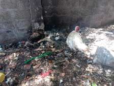 Turkeys for sale