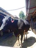 Dairy cow sale