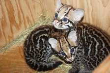 Lovely Ocelot Cats