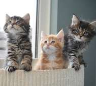 Maine Coon Kittens