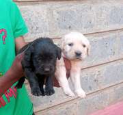 Labrador puppies yellow and black for rehoming