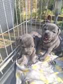 Staffordshire terrier puppies for sale .