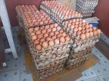 Farm Fresh Eggs Available