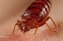 Bed Bug Fumigation and Pest Control Services in Runda/Ruaka