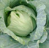 Fresh Cabbages