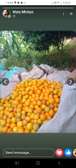 Desert Golden fruits